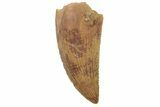 Serrated, Raptor Tooth - Real Dinosaur Tooth #189203-1
